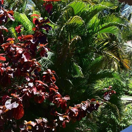 Jardin Sur Mer Terre-De-Haut Exterior foto